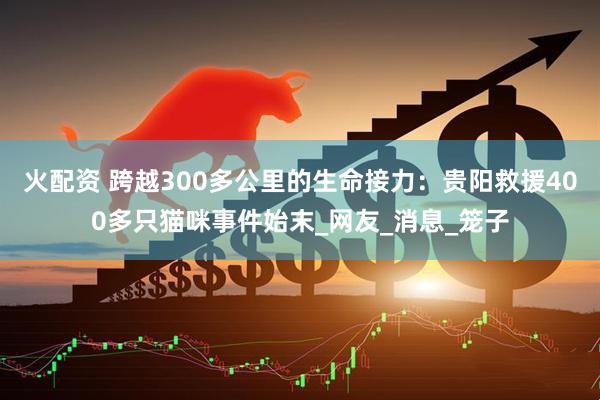 火配资 跨越300多公里的生命接力：贵阳救援400多只猫咪事件始末_网友_消息_笼子